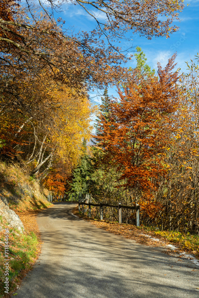 Obraz premium autumn in the forest