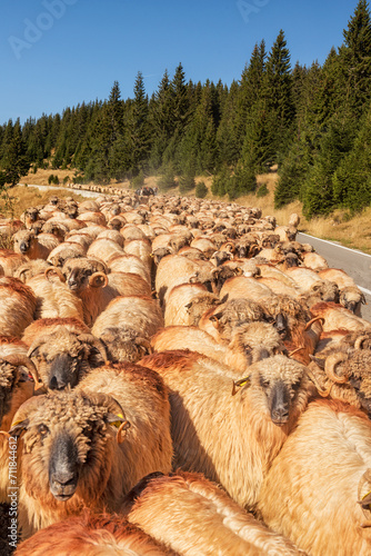 A flock of sheep walking along a high mountain road on a sunny day. transalpine mountain road. Romania.