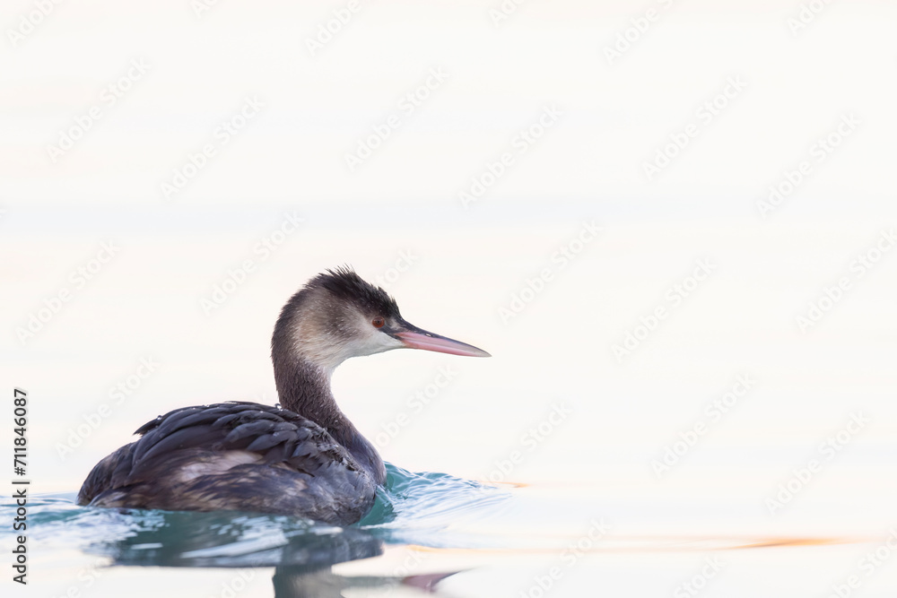 The great crested grebe (Podiceps cristatus) , inside the port of Giulianova in Italy. The great crested grebe (Podiceps cristatus) , inside the port of Giulianova in Italy.