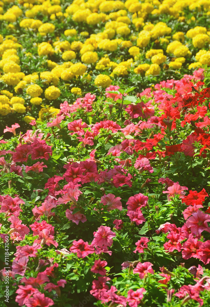 The texture of a large number of different colorful flowers planted in a flower bed