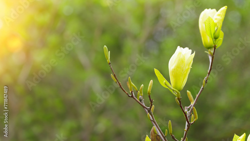 Yellow magnolia blooming in spring with soft sunlight and blurred background, springtime. photo