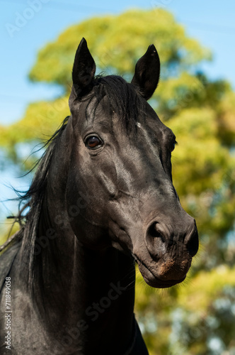 Black breeding horse  Portrait  La Pampa Province  Patagonia  Argentina.