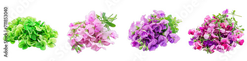 Sweet Pea Flower Pile Of Heap Of Piled Up Together Hyperrealistic Highly Detailed Isolated On Transparent Background Png File