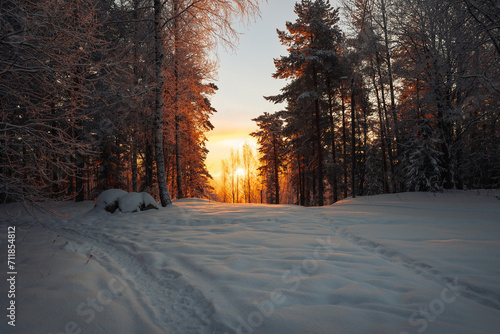  winter morning light in a forest