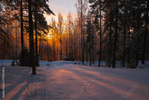 winter forest in Finland