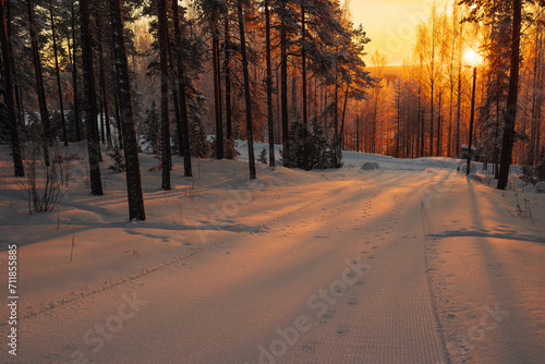 winter forest in Finland