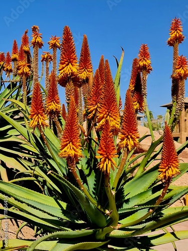 Aloe flowers