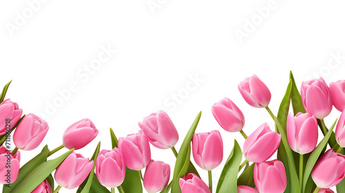 Pink tulip border banner isolated on white background png image #711860218
