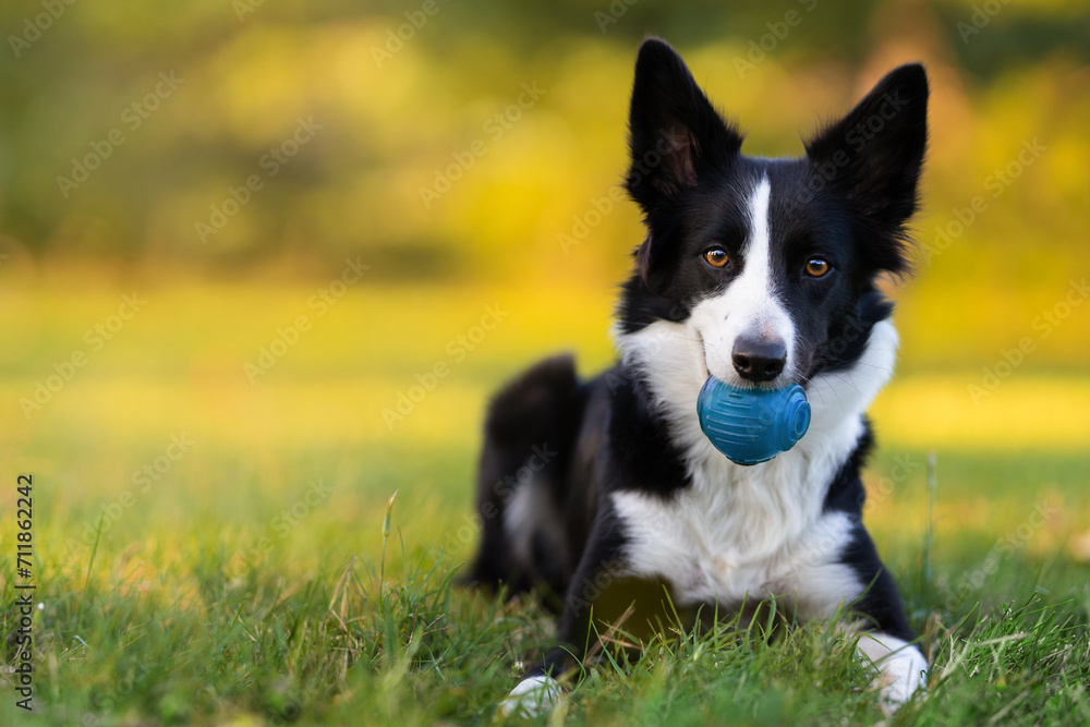 Black and white border collie is lying on the green grass and holding blue ball. Life with dog concep
