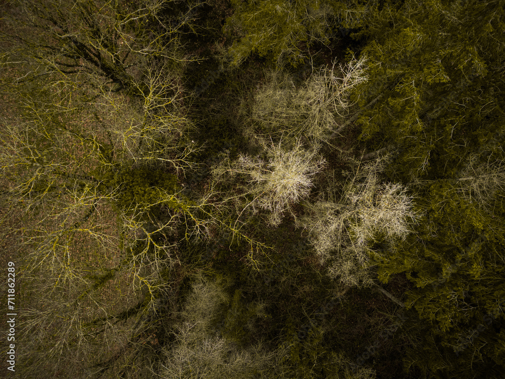 Deep green forest drone view Deep green forest drone view