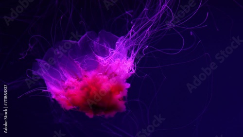 Fluorescent jellyfish swimming underwater aquarium pool with red neon light. The Lion's mane jellyfish, Cyanea capillata also known as giant jellyfish, arctic red jellyfish, hair jelly
