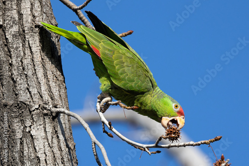 Red crowned parrot eating in a sweetgum tree photo