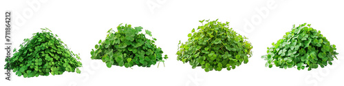 White Clover Flower Pile Of Heap Of Piled Up Together Hyperrealistic Highly Detailed Isolated On Transparent Background Png File