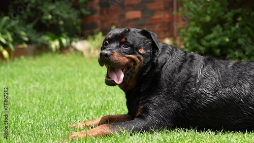 A 4K slow motion video of a pedigree Rottweiler playing on the lawn and having fun while its tongue sticks out. Shot at low level with overcast weather.