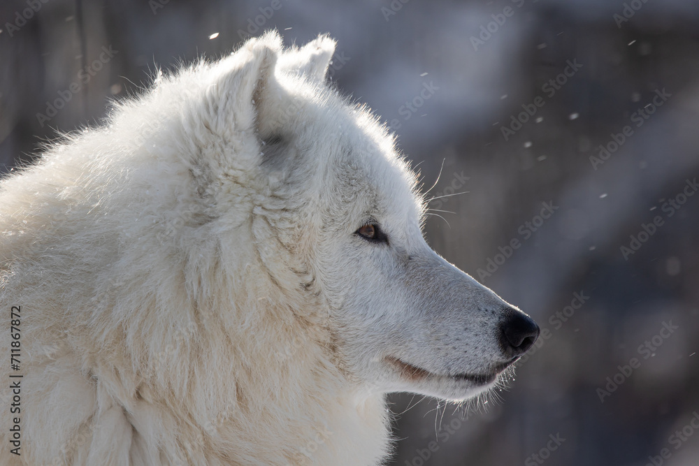 Fototapeta premium male Arctic wolf (Canis lupus arctos) close-up portrait