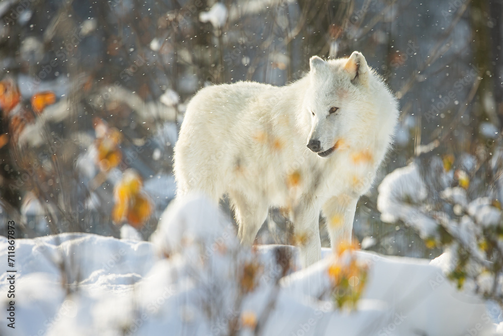 Obraz premium male Arctic wolf (Canis lupus arctos) behind the bushes in the snow