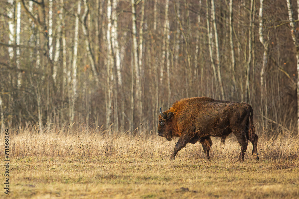 The European bison (Bison bonasus) or the European wood bison by the forest The European bison (Bison bonasus) or the European wood bison by the forest