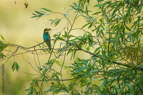 The European bee-eater (Merops apiaster) with a butterfly in its beak