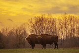The European bison (Bison bonasus) or the European wood bison at sunset