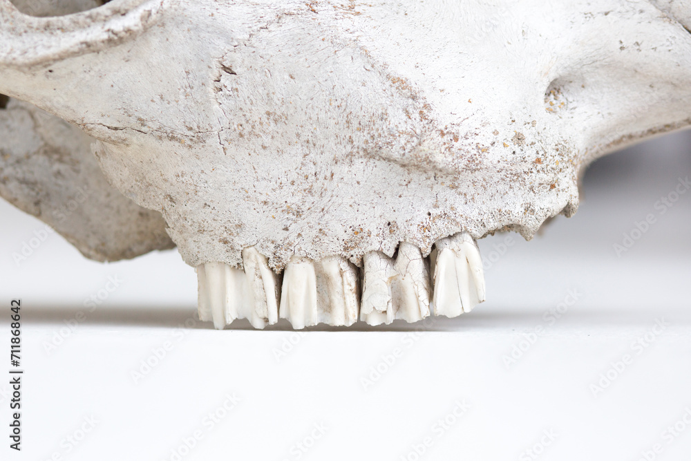 Teeth on an old cow skull on a white background close-up. Teeth on an old cow skull on a white background close-up.