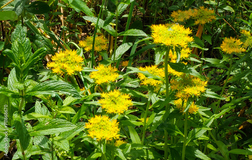Medicinal plant Golden root, Rhodiola rosea.
Beautiful inflorescence of the golden root.
