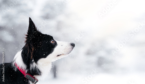 Black and white border collie stands in the winter forest and watching the snow fall