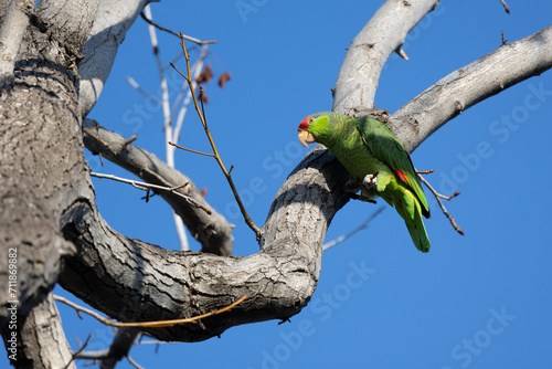 Red crowned parrot in a sweetgum tree in Los Angeles photo