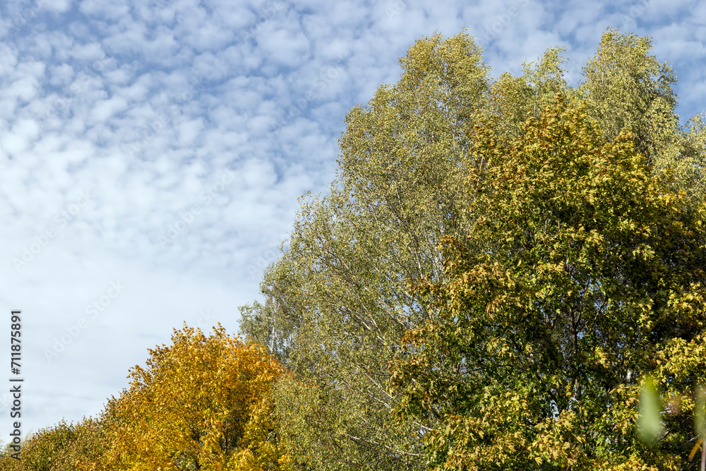Fototapeta premium changing the color of foliage on birch trees in autumn weather