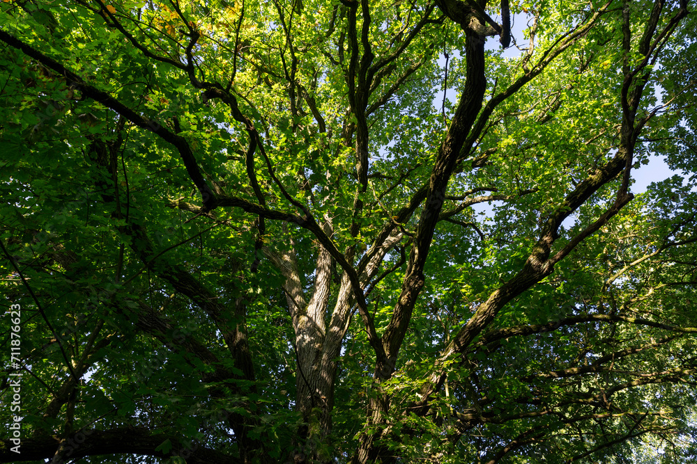 deciduous trees in the park in the autumn sunny dawn deciduous trees in the park in the autumn sunny dawn