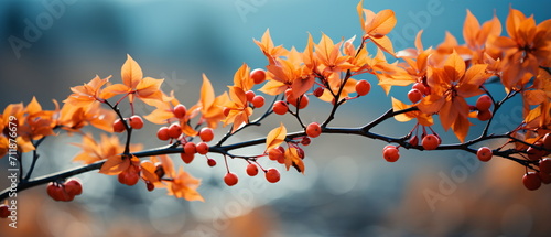 maple leaf red autumn sunset tree background