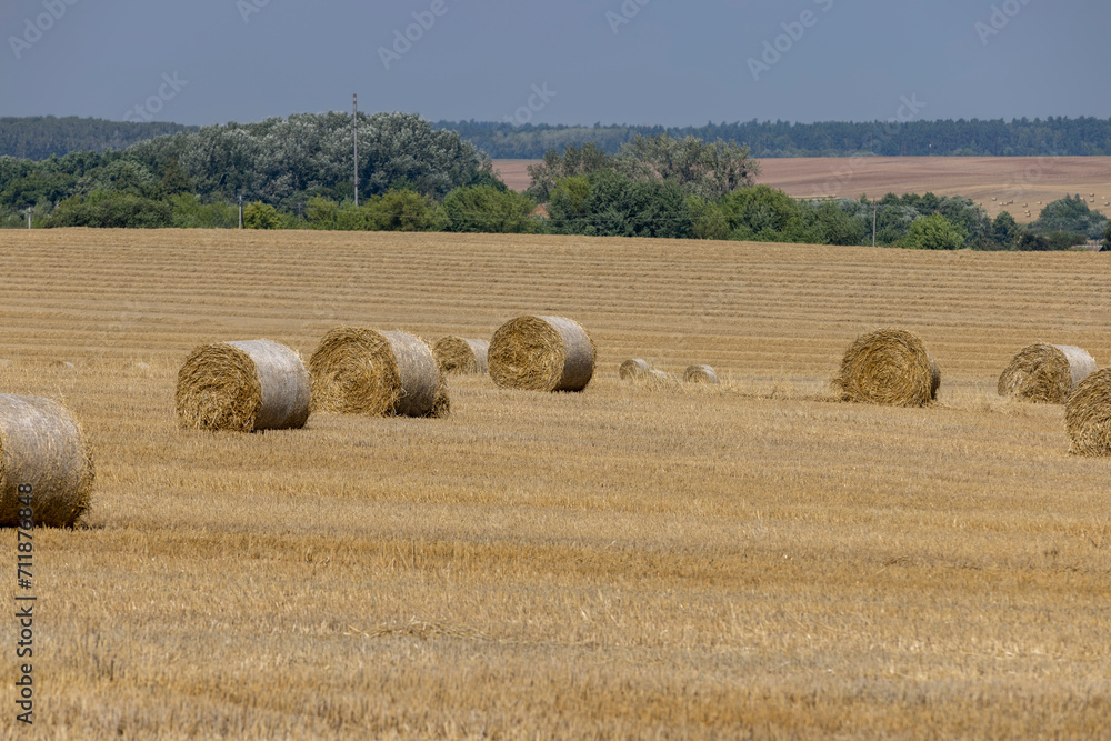 stacks of wheat straw in the field after harvest