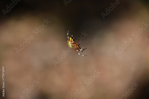 Marbled Orbweaver Spider that Appears Suspended in Air © dejavudesigns
