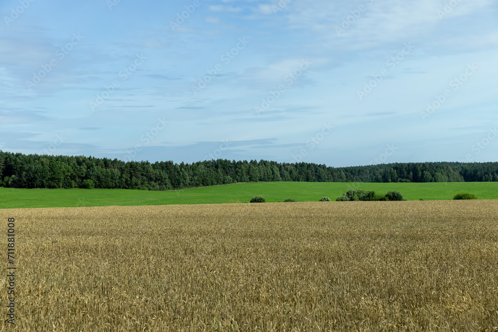 a field with cereals in sunny summer weather