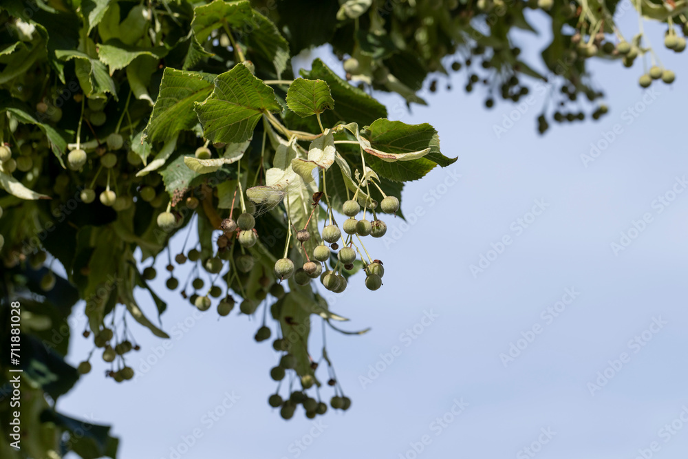 High linden tree in summer