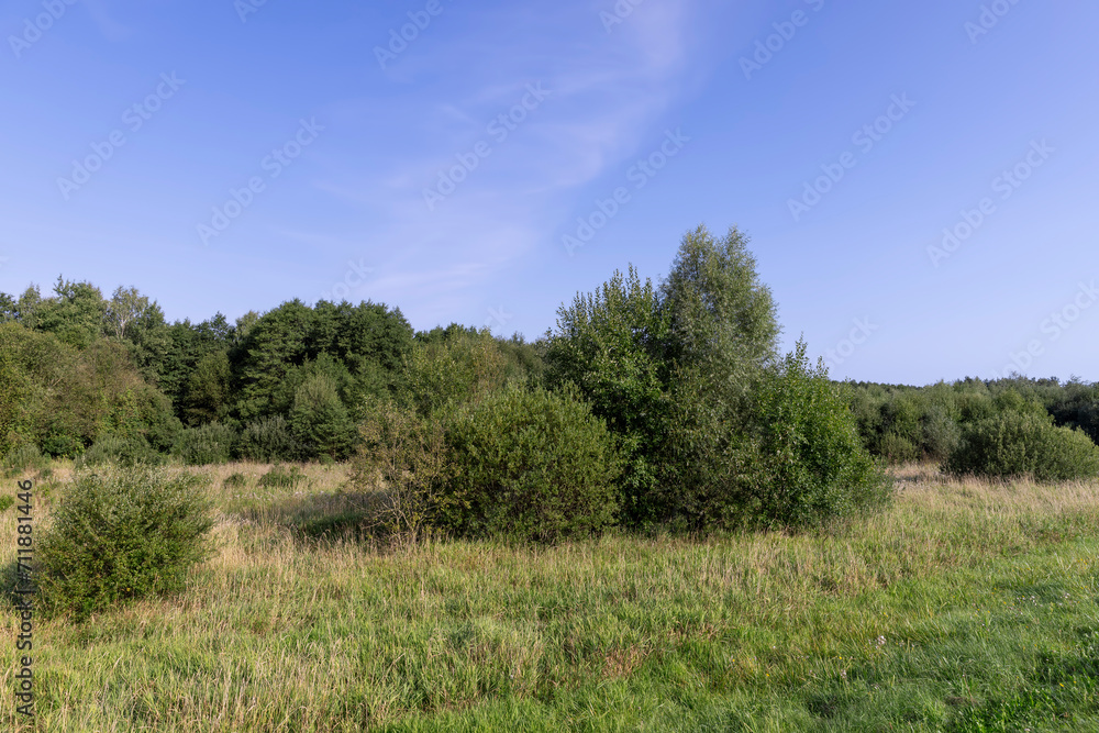 a field with green grass and shrubs with green foliage