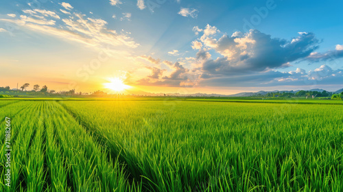 Closeup of a sunset beauty over a rice field with blue sky and clouds landscape  agricultural background