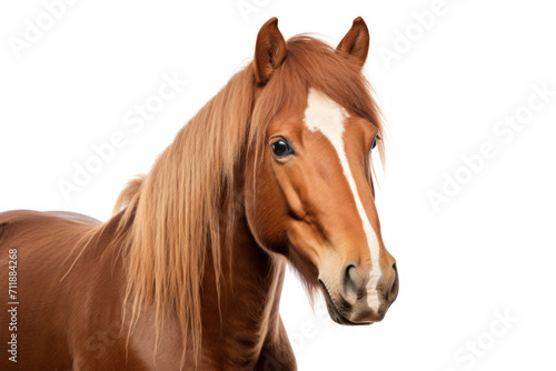 Obraz na płótnie Brown Horse Isolated on White w salonie