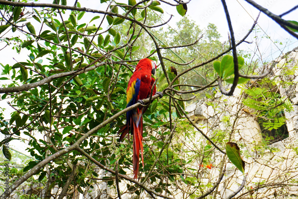 Obraz premium Scarlet macaw (Ara macao) perched on a tree. Side view photo.