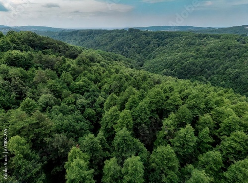 Aerial view of leafy trees on the mountains