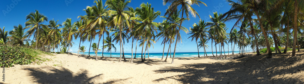 Wild tropical beach with coconut palm trees and turquoise caribbean sea. travel destination. Aerial view. Long banner