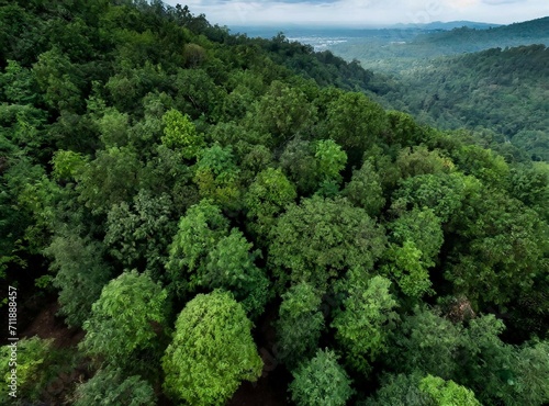 Aerial view of leafy trees on the mountains © D'Arcangelo Stock