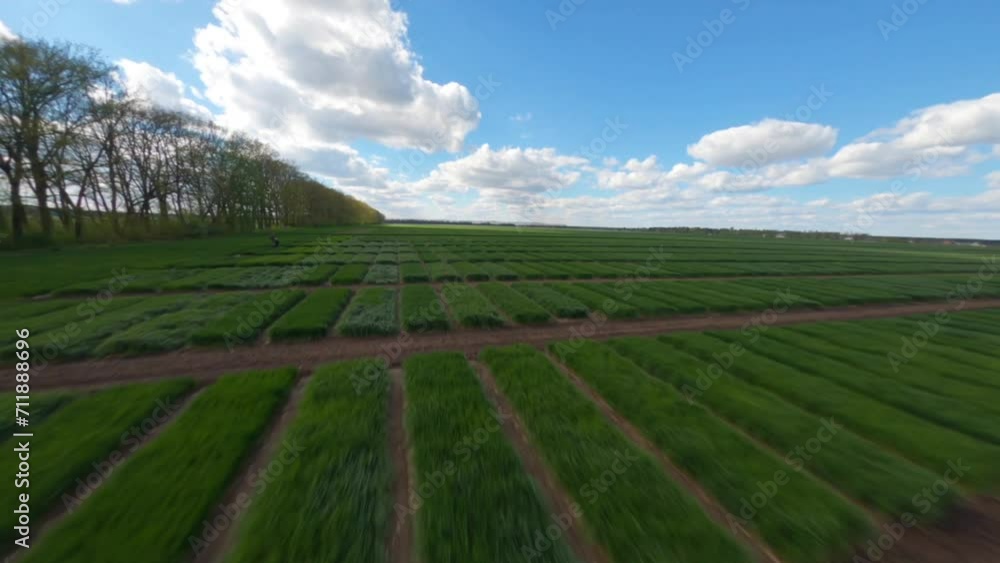 Field of Ukraine, cultivation of crops, young sprouts , food, Aerial view of green fields in spring. Beautiful spring rural landscape, Rural landscape, panorama, field in the rays of the summer sun Field of Ukraine, cultivation of crops, young sprouts , food, Aerial view of green fields in spring. Beautiful spring rural landscape, Rural landscape, panorama, field in the rays of the summer sun