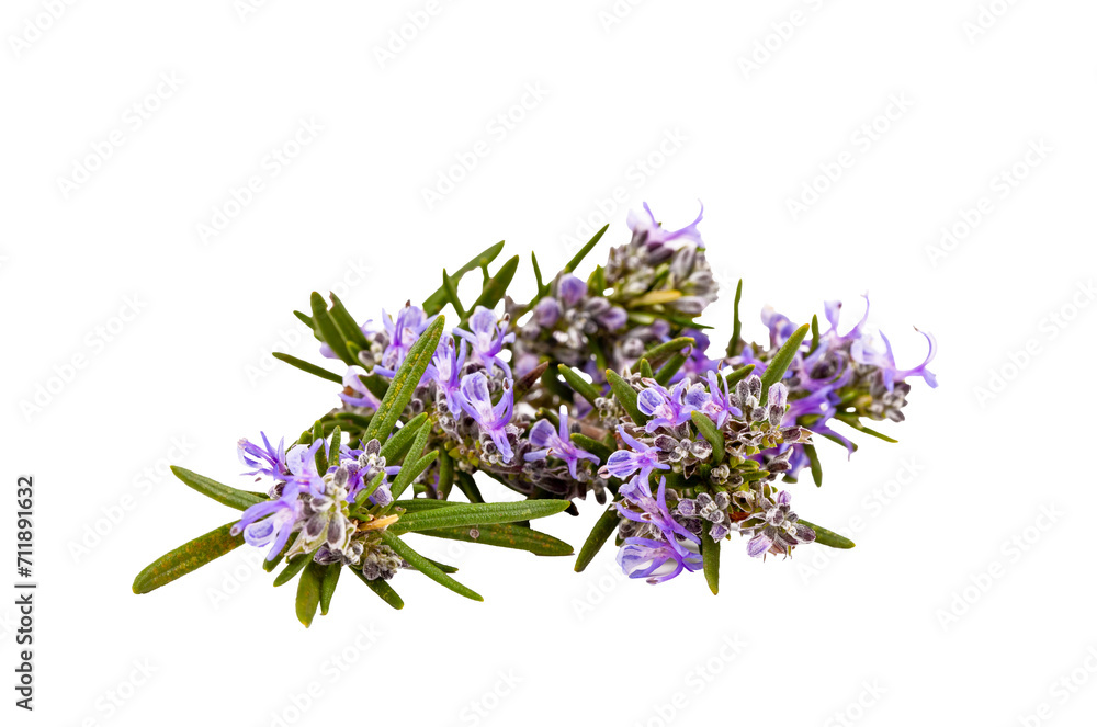 Freshly picked sprig of rosemary isolated on white. Freshly picked sprig of rosemary isolated on white.