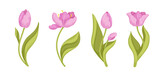 Set of colorful pink,spring flowers and tulip buds.Vector graphics.