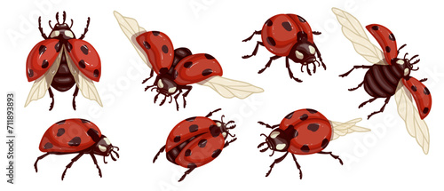 Set of colorful winged ladybug insects.Vector graphics. © Екатерина Якубович