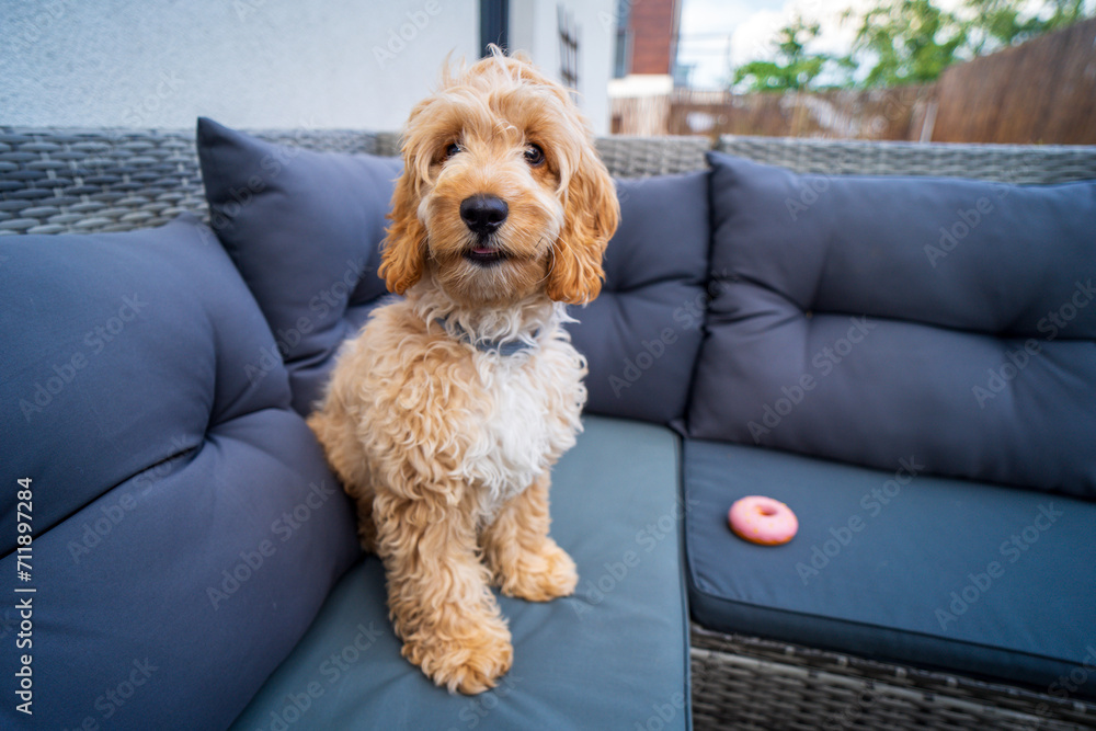 Sweet cockapo puppy on a garden couch with his favourite toy Sweet cockapo puppy on a garden couch with his favourite toy