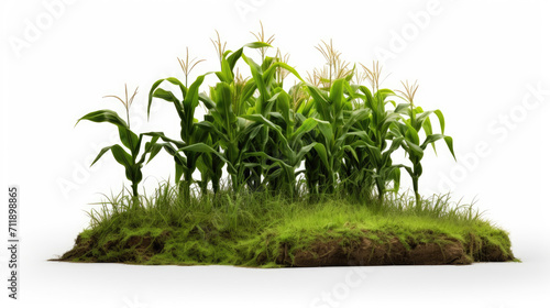 Corn farming field island in a isolated white background  