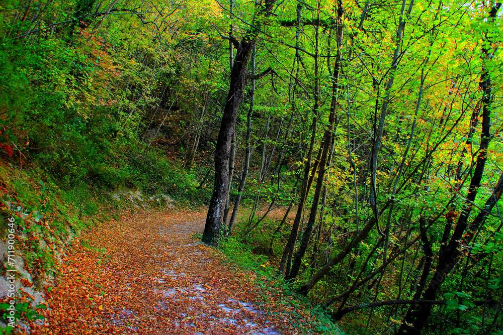 Crisp view from Lago di Boccafornace in Pievebovigliana, Valfornace (Macerata), a thick dark rugged trunk standing obliquely amongst other smaller trunks on a slope, beside a way full of autumn leaves Crisp view from Lago di Boccafornace in Pievebovigliana, Valfornace (Macerata), a thick dark rugged trunk standing obliquely amongst other smaller trunks on a slope, beside a way full of autumn leaves