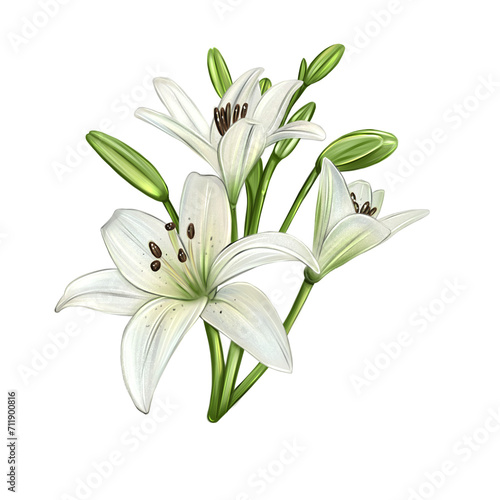 Lily flower isolated on transparent background