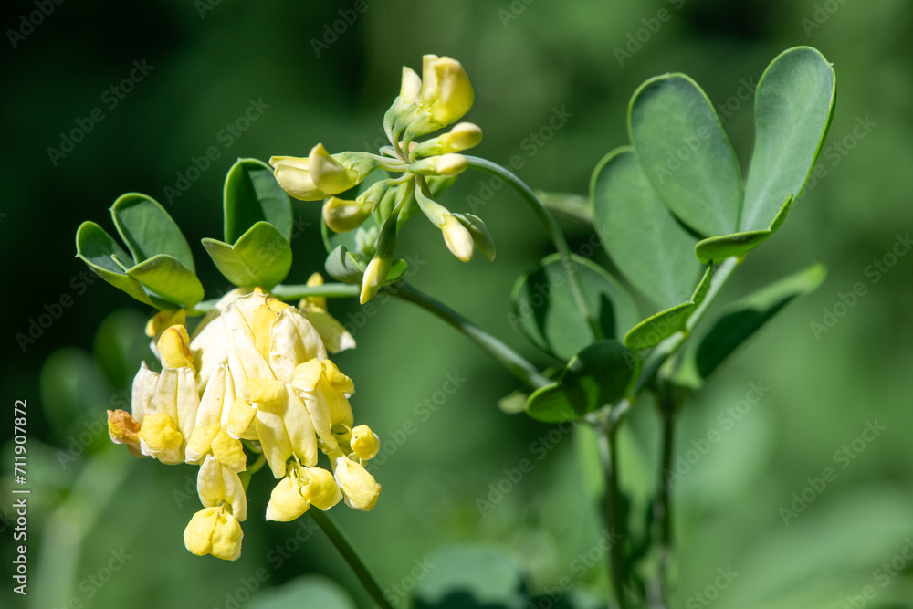 Close up of scorpion vetch (coronilla valentina) flowers in bloom Close up of scorpion vetch (coronilla valentina) flowers in bloom